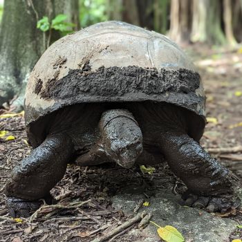 Tortue La digue 2