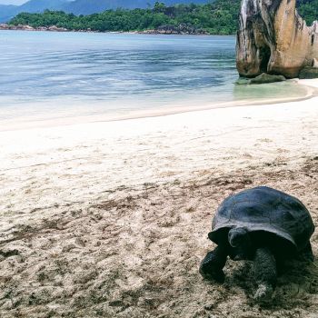 Tortues géantes de Curieuse