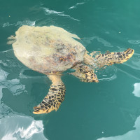 Seychelles, découverte de plongée en location de catamaran