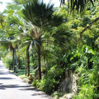 Seychelles national botanical