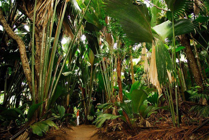 Pano vallee de mai praslin seychelles