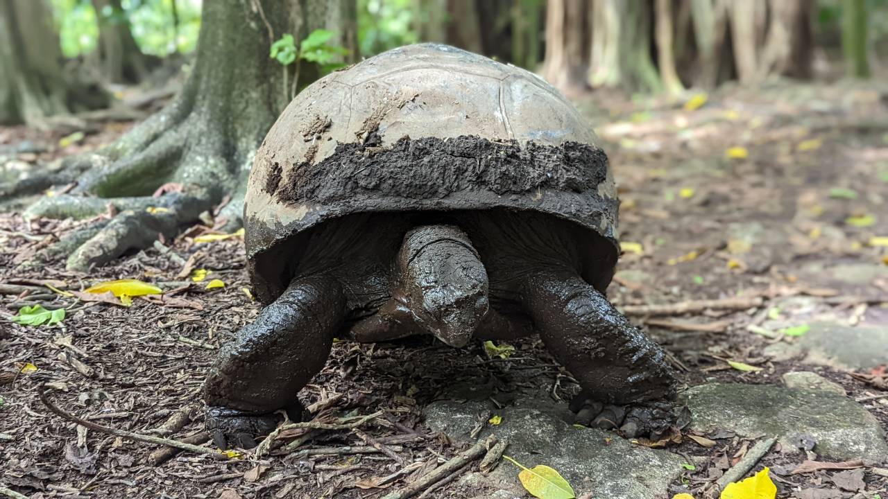 Tortue La digue 2