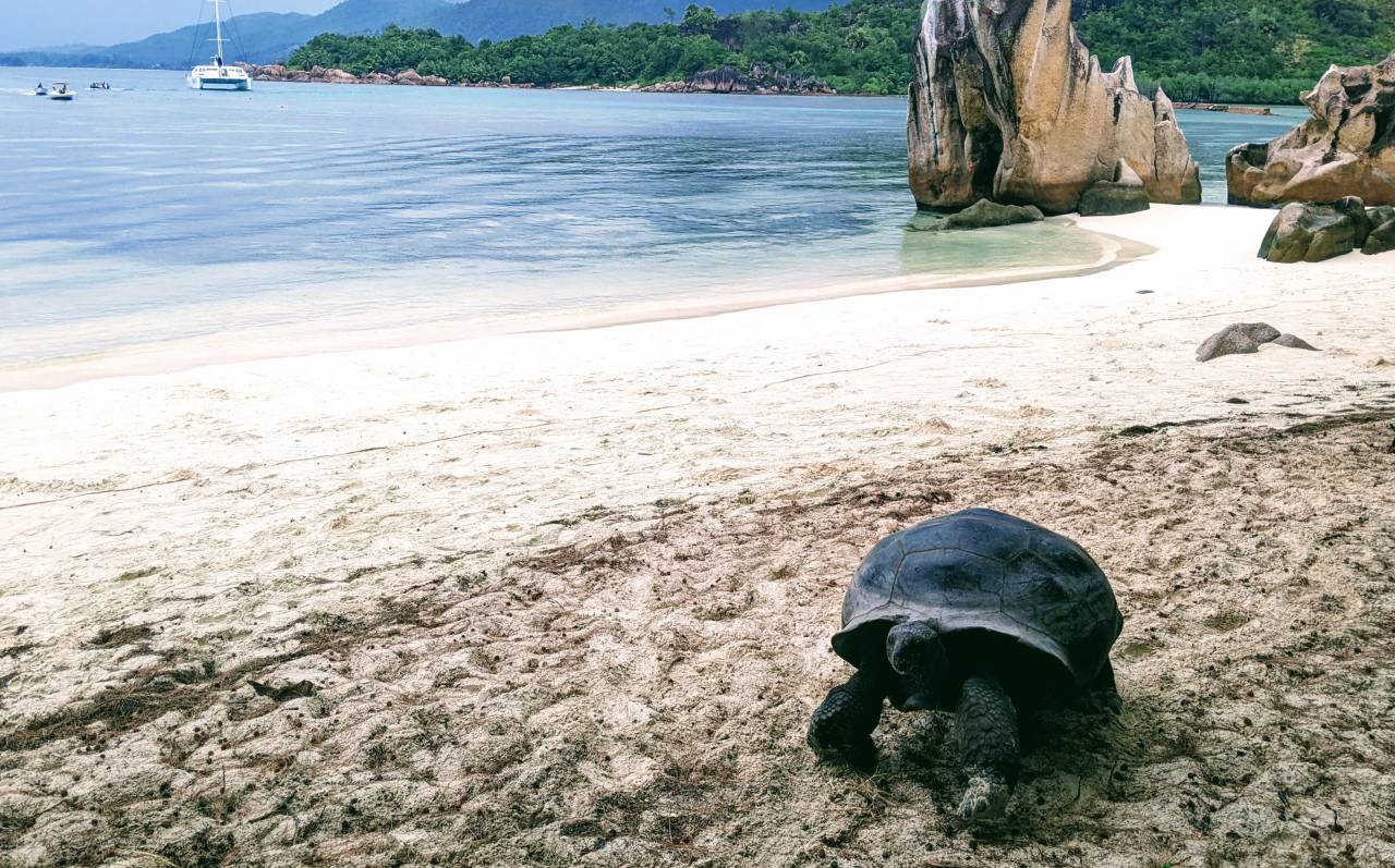 Tortues géantes de Curieuse