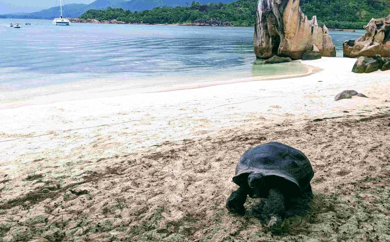 Tortues géantes d'Aldabra sur l'île de Curieuse aux Seychelles