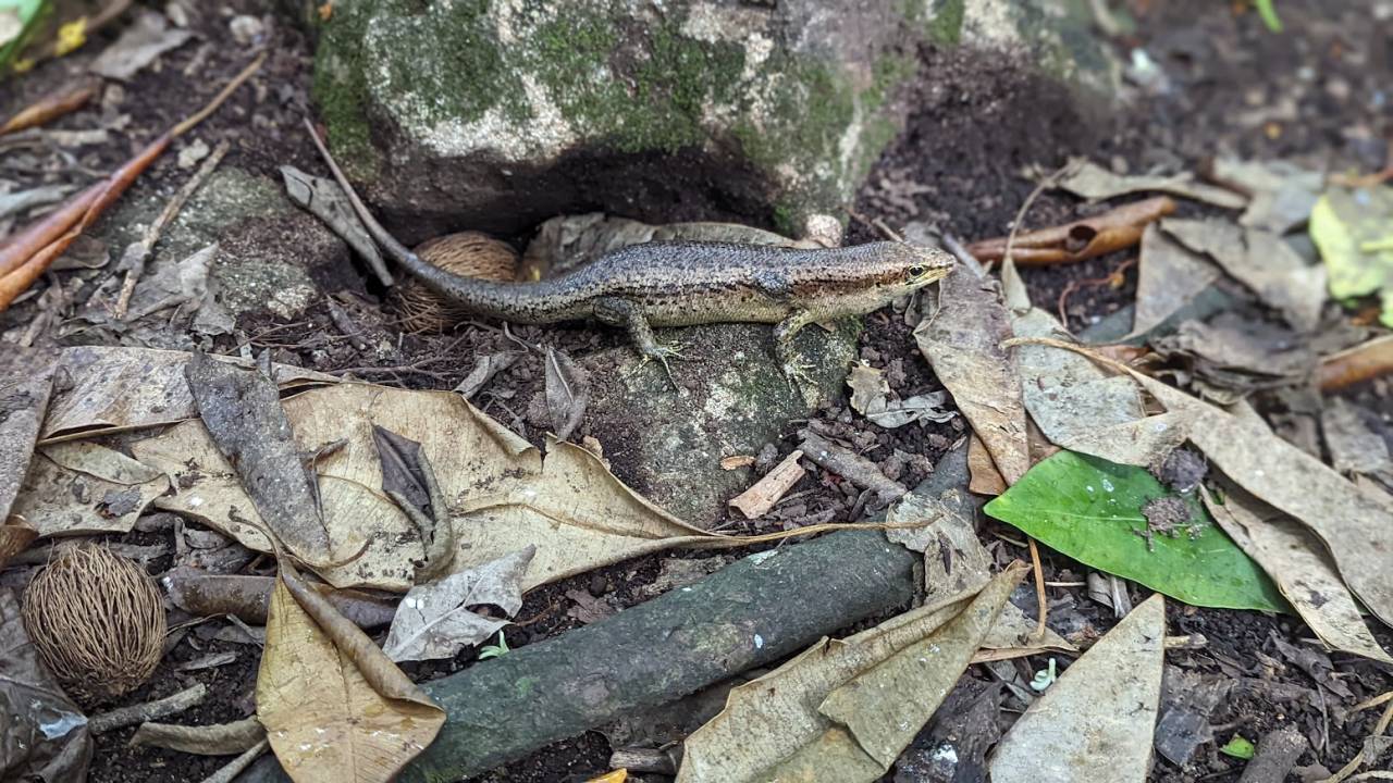Réserve naturelle de l'île Cousin aux Seychelles