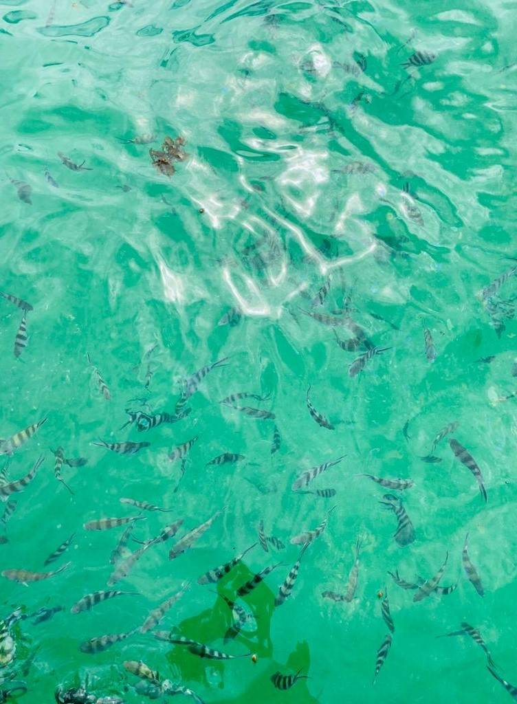 Snorkeling spot in the Seychelles